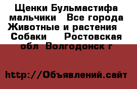 Щенки Бульмастифа мальчики - Все города Животные и растения » Собаки   . Ростовская обл.,Волгодонск г.